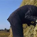 A man in black jacket standing next to hay.