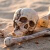 A skull and bones laying in the sand.