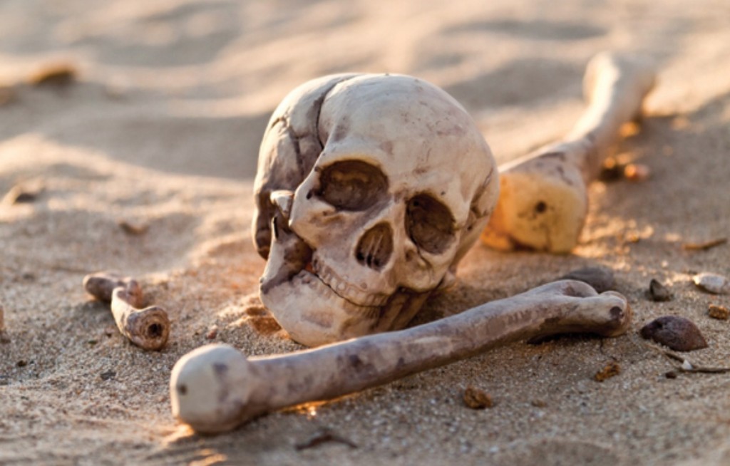 A skull and bones laying in the sand.