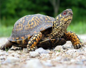 Colorful turtle on a gravel road.