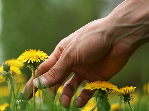 Hand reaching towards yellow dandelion flowers.