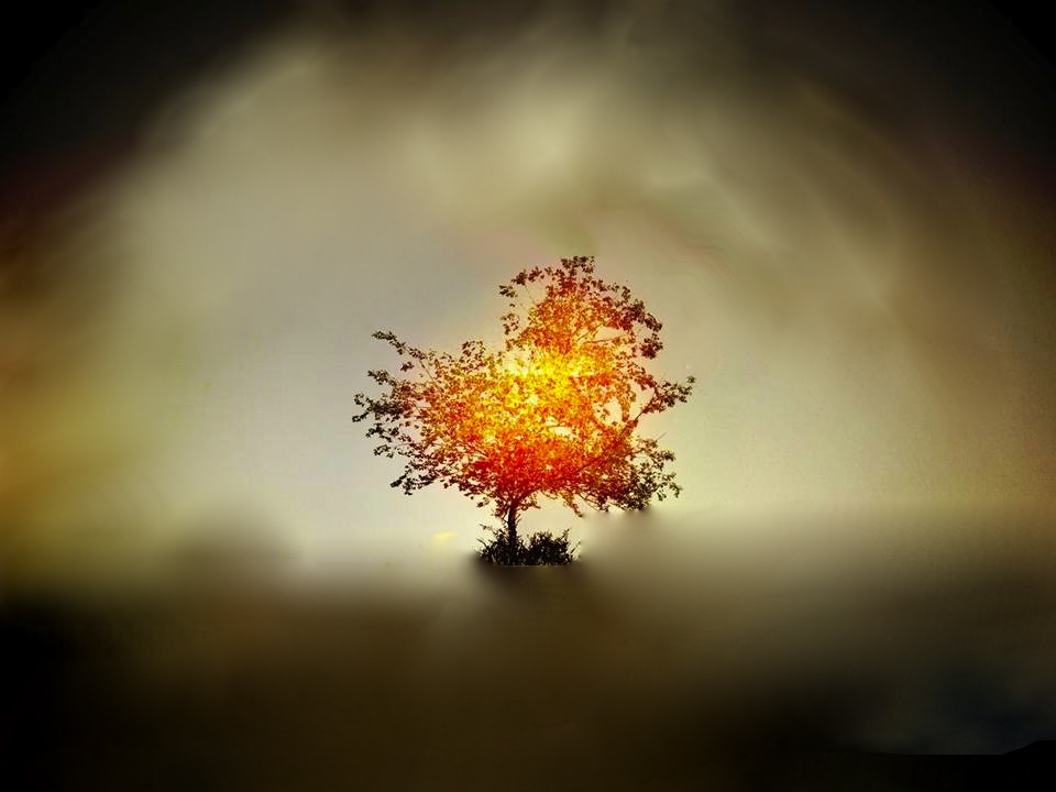 Glowing tree against a blurred background.