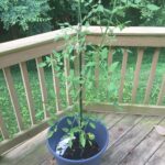 Potted tomato plant on wooden deck.