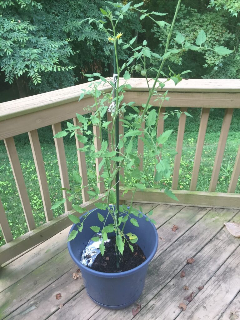 Potted tomato plant on wooden deck.