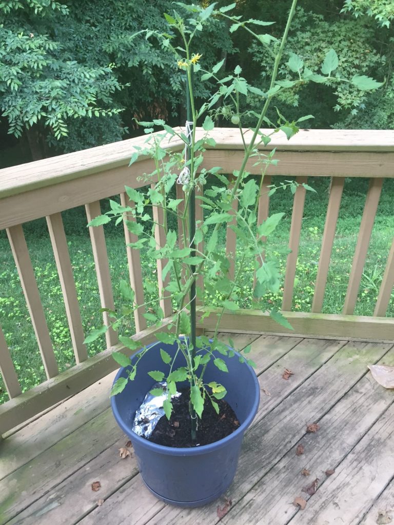 A blue bowl with a plant in it on top of a deck.