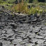 Cracked earth with sparse vegetation growth.