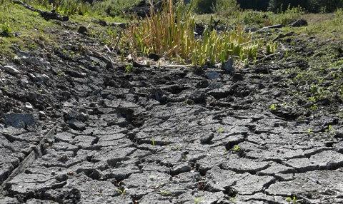 Cracked earth with sparse vegetation growth.