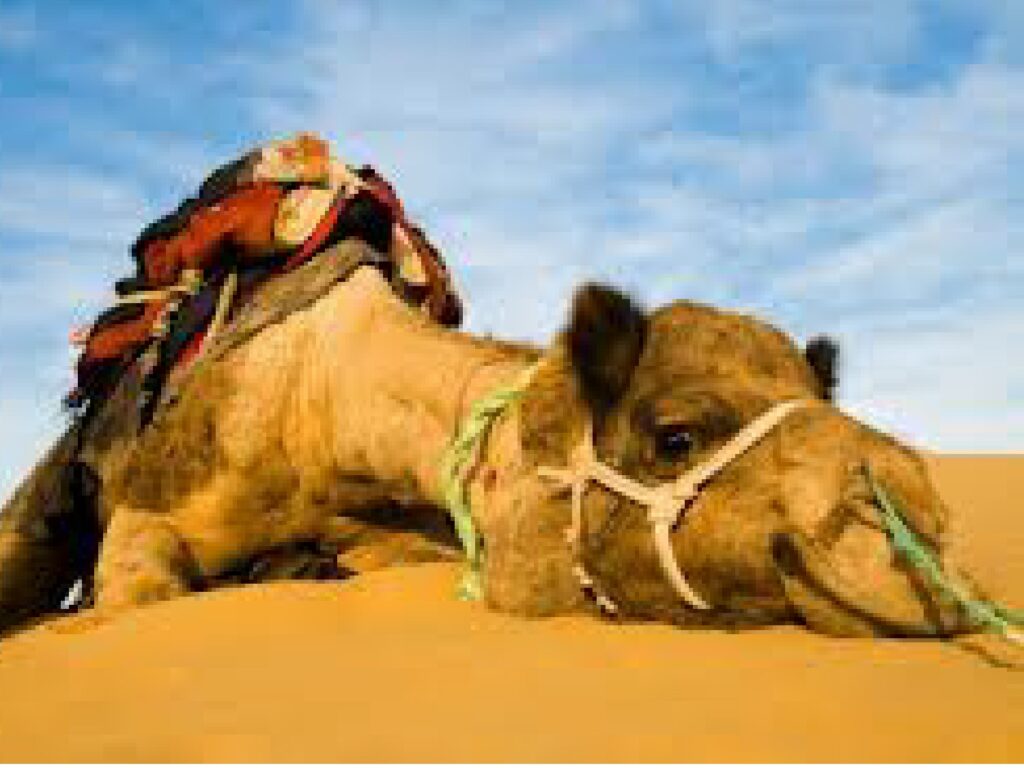 Camel resting on sand in desert.