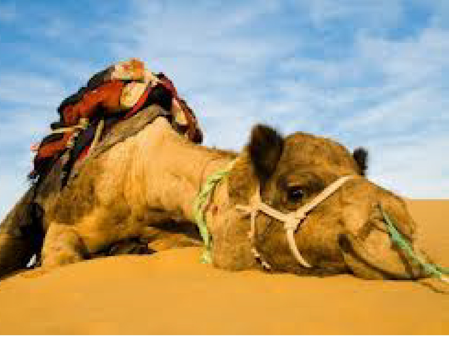 A camel laying down in the sand with its head on it's back.