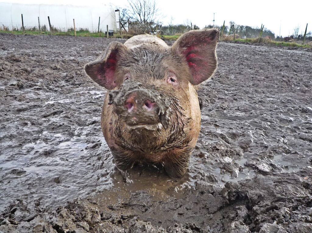 Pig in muddy field, looking at camera.