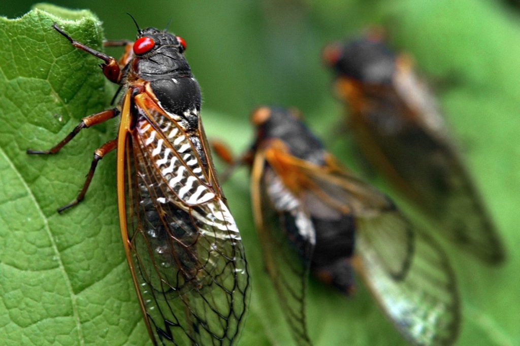 A close up of two cicadas on leaves