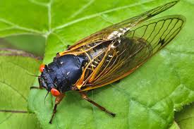 Silencing the Cicadas