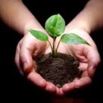 Hands holding a small plant in soil.