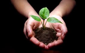 Hands holding a small plant in soil.