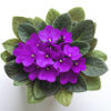 A purple flower with green leaves on the ground.