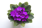 A purple flower with green leaves on the ground.