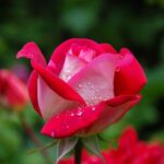 Pink rose with water droplets.