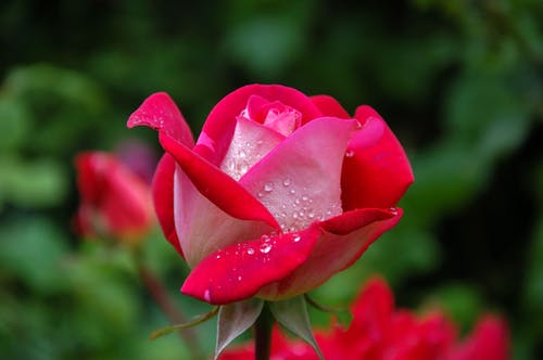 Pink rose with water droplets.