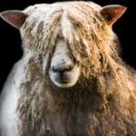 Curly-haired sheep with a focused expression.