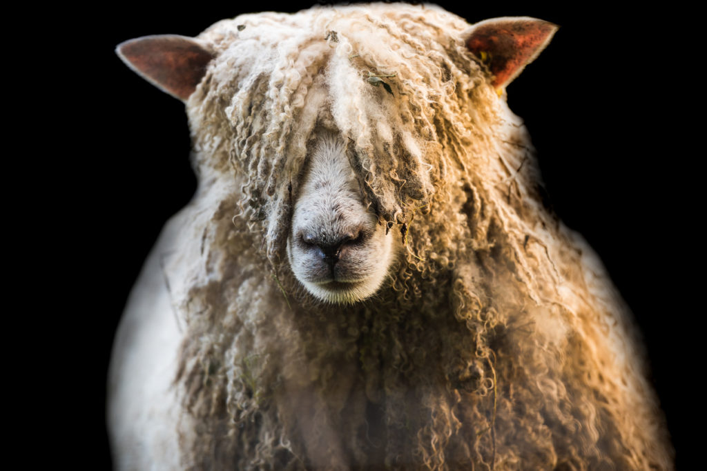 Curly-haired sheep with a focused expression.