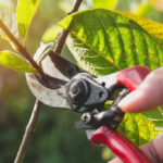 Hands using pruning shears on green leaves.