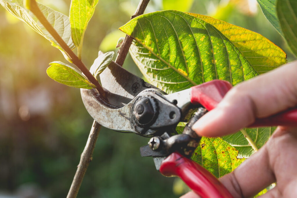 Hands using pruning shears on green leaves.