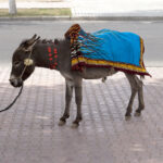 Decoratively dressed donkey standing on pavement.