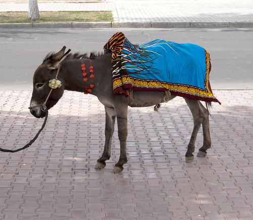 Decoratively dressed donkey standing on pavement.