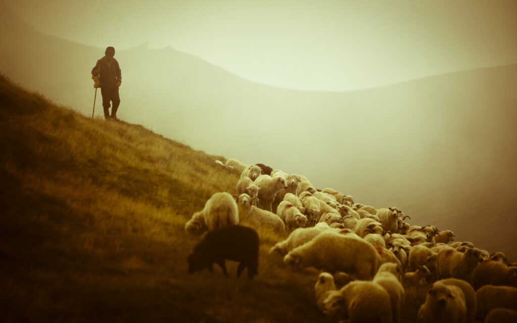 A herd of sheep on top of a hill.