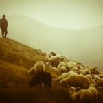 A herd of sheep on top of a hill.