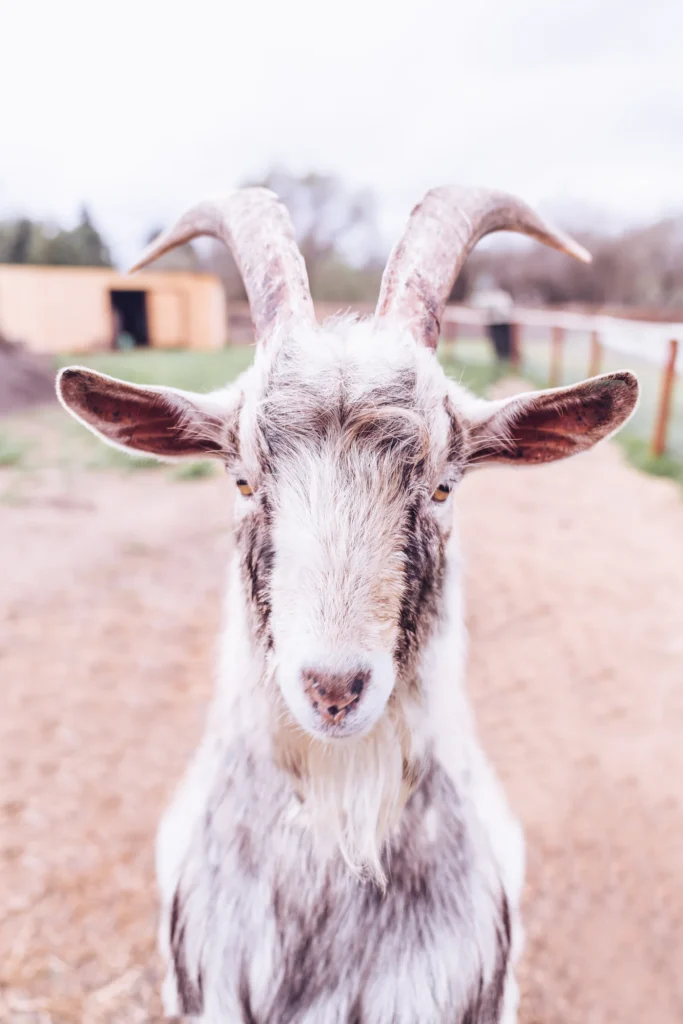 A goat with horns standing on top of a dirt road.