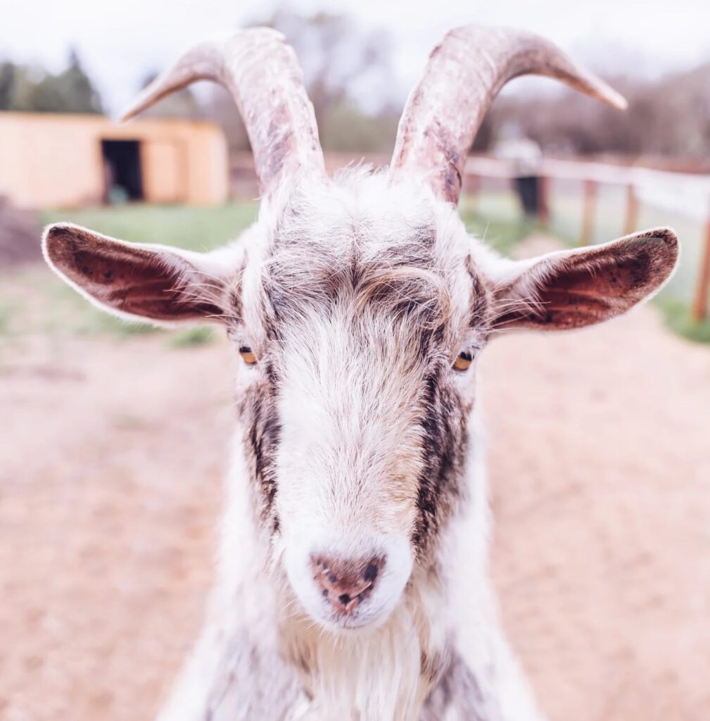 A goat with horns standing on top of a dirt road.